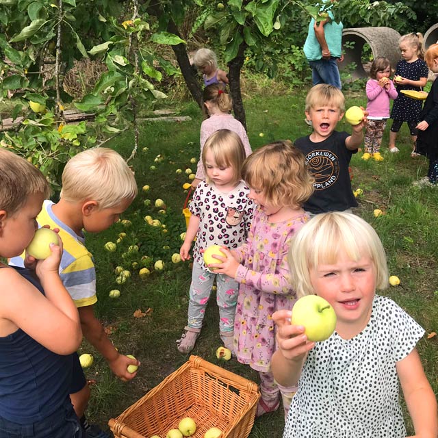 Vi samler æbler i haven
